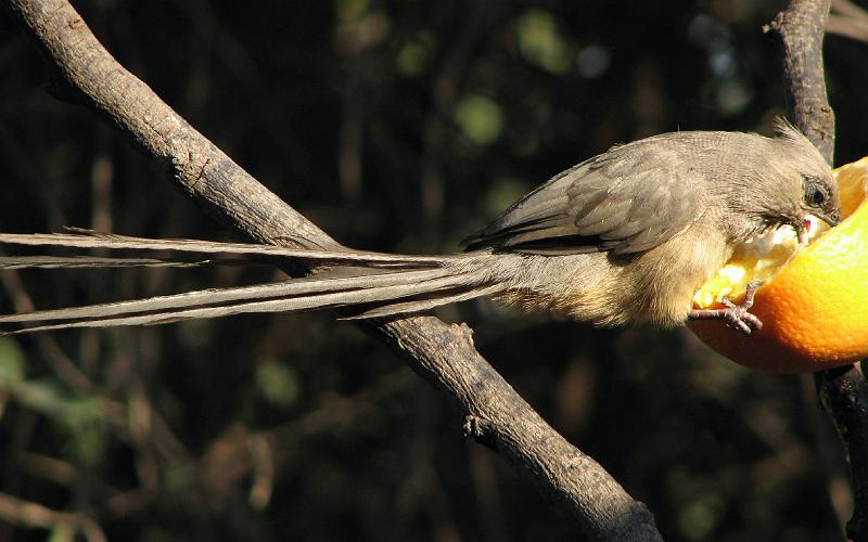 Gevlekte muisvoel3 eet lemoen.jpg - Myne alleen!